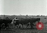 Image of cowboys with cattle herd  United States USA, 1921, second 35 stock footage video 65675077361