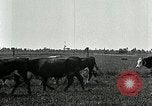 Image of cowboys with cattle herd  United States USA, 1921, second 36 stock footage video 65675077361