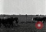 Image of cowboys with cattle herd  United States USA, 1921, second 37 stock footage video 65675077361