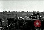 Image of cowboys with cattle herd  United States USA, 1921, second 41 stock footage video 65675077361