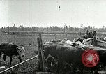 Image of cowboys with cattle herd  United States USA, 1921, second 42 stock footage video 65675077361