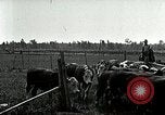 Image of cowboys with cattle herd  United States USA, 1921, second 43 stock footage video 65675077361