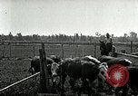 Image of cowboys with cattle herd  United States USA, 1921, second 46 stock footage video 65675077361