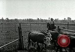 Image of cowboys with cattle herd  United States USA, 1921, second 47 stock footage video 65675077361
