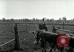 Image of cowboys with cattle herd  United States USA, 1921, second 48 stock footage video 65675077361