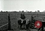 Image of cowboys with cattle herd  United States USA, 1921, second 49 stock footage video 65675077361