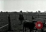 Image of cowboys with cattle herd  United States USA, 1921, second 50 stock footage video 65675077361