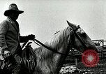 Image of cowboys with cattle herd  United States USA, 1921, second 56 stock footage video 65675077361