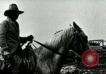 Image of cowboys with cattle herd  United States USA, 1921, second 57 stock footage video 65675077361