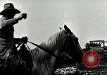 Image of cowboys with cattle herd  United States USA, 1921, second 58 stock footage video 65675077361