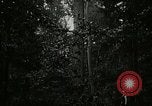 Image of Lumber operations and Johannesburg Manufacturing Company Store Michigan United States USA, 1921, second 6 stock footage video 65675077363
