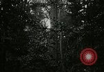 Image of Lumber operations and Johannesburg Manufacturing Company Store Michigan United States USA, 1921, second 7 stock footage video 65675077363