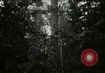 Image of Lumber operations and Johannesburg Manufacturing Company Store Michigan United States USA, 1921, second 8 stock footage video 65675077363