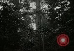 Image of Lumber operations and Johannesburg Manufacturing Company Store Michigan United States USA, 1921, second 9 stock footage video 65675077363