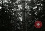 Image of Lumber operations and Johannesburg Manufacturing Company Store Michigan United States USA, 1921, second 10 stock footage video 65675077363
