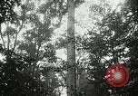 Image of Lumber operations and Johannesburg Manufacturing Company Store Michigan United States USA, 1921, second 13 stock footage video 65675077363