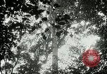 Image of Lumber operations and Johannesburg Manufacturing Company Store Michigan United States USA, 1921, second 18 stock footage video 65675077363