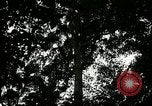 Image of Lumber operations and Johannesburg Manufacturing Company Store Michigan United States USA, 1921, second 21 stock footage video 65675077363