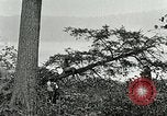 Image of Lumber operations and Johannesburg Manufacturing Company Store Michigan United States USA, 1921, second 37 stock footage video 65675077363