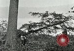 Image of Lumber operations and Johannesburg Manufacturing Company Store Michigan United States USA, 1921, second 38 stock footage video 65675077363
