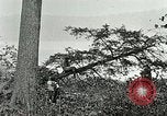Image of Lumber operations and Johannesburg Manufacturing Company Store Michigan United States USA, 1921, second 39 stock footage video 65675077363