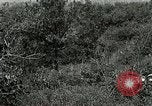 Image of Tree and stump clearing United States USA, 1921, second 35 stock footage video 65675077367