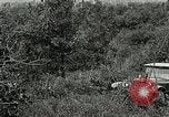 Image of Tree and stump clearing United States USA, 1921, second 36 stock footage video 65675077367