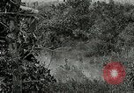 Image of Tree and stump clearing United States USA, 1921, second 42 stock footage video 65675077367