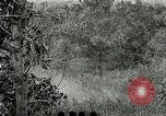 Image of Tree and stump clearing United States USA, 1921, second 43 stock footage video 65675077367