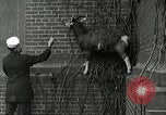 Standbild amerikanische Matrosen United States USA, 1917, aus Sekunde 22 historischem Filmmaterial Videoclip 65675077404