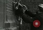 Standbild amerikanische Matrosen United States USA, 1917, aus Sekunde 30 historischem Filmmaterial Videoclip 65675077404