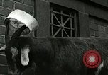 Standbild amerikanische Matrosen United States USA, 1917, aus Sekunde 55 historischem Filmmaterial Videoclip 65675077404