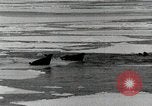 Standbild USS Burton Island am St Lawrence Island Saint Lawrence Island Alaska USA, 1952, aus Sekunde 19 historischem Filmmaterial Videoclip 65675077435