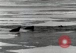 Standbild USS Burton Island am St Lawrence Island Saint Lawrence Island Alaska USA, 1952, aus Sekunde 20 historischem Filmmaterial Videoclip 65675077435