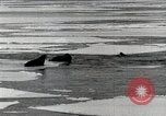 Standbild USS Burton Island am St Lawrence Island Saint Lawrence Island Alaska USA, 1952, aus Sekunde 21 historischem Filmmaterial Videoclip 65675077435