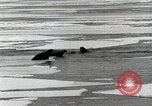 Standbild USS Burton Island am St Lawrence Island Saint Lawrence Island Alaska USA, 1952, aus Sekunde 25 historischem Filmmaterial Videoclip 65675077435