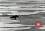Standbild USS Burton Island am St Lawrence Island Saint Lawrence Island Alaska USA, 1952, aus Sekunde 26 historischem Filmmaterial Videoclip 65675077435