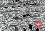 Standbild USS Burton Island am St Lawrence Island Saint Lawrence Island Alaska USA, 1952, aus Sekunde 62 historischem Filmmaterial Videoclip 65675077435