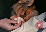 Image of wounded Marine Iwo Jima, 1945, second 14 stock footage video 65675077473