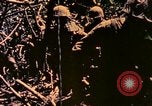 Image of United States Marines Bougainville Island Papua New Guinea, 1944, second 4 stock footage video 65675077479