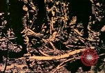 Image of United States Marines Bougainville Island Papua New Guinea, 1944, second 9 stock footage video 65675077479
