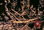 Image of United States Marines Bougainville Island Papua New Guinea, 1944, second 10 stock footage video 65675077479