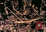 Image of United States Marines Bougainville Island Papua New Guinea, 1944, second 11 stock footage video 65675077479
