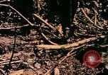 Image of United States Marines Bougainville Island Papua New Guinea, 1944, second 15 stock footage video 65675077479