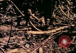 Image of United States Marines Bougainville Island Papua New Guinea, 1944, second 16 stock footage video 65675077479