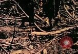 Image of United States Marines Bougainville Island Papua New Guinea, 1944, second 17 stock footage video 65675077479