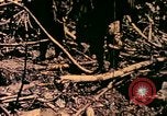 Image of United States Marines Bougainville Island Papua New Guinea, 1944, second 20 stock footage video 65675077479