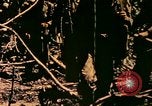 Image of United States Marines Bougainville Island Papua New Guinea, 1944, second 23 stock footage video 65675077479
