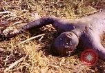 Image of dead soldiers Eniwetok Atoll Marshall Islands, 1944, second 15 stock footage video 65675077522