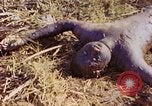 Image of dead soldiers Eniwetok Atoll Marshall Islands, 1944, second 16 stock footage video 65675077522